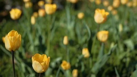Flower patch of yellow tulips at Zlin city. 4K resolution trucking shot. Stock Footage 107351149