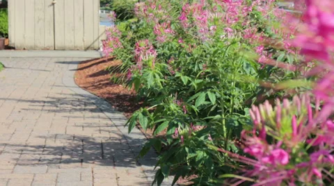 Flower path Stock Footage 28036523