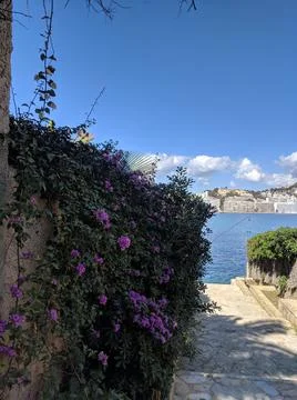 Flower path to sea Stock Photos