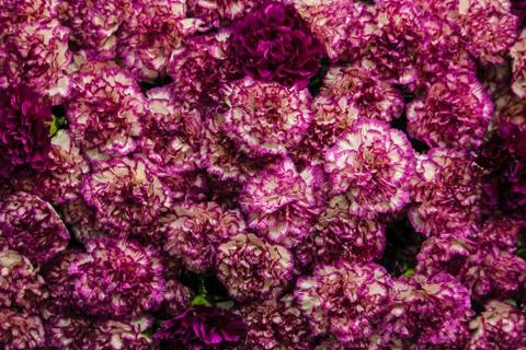 Flower pattern and texture Stock Photos