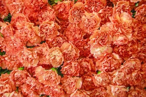 Flower pattern and texture Foto stock