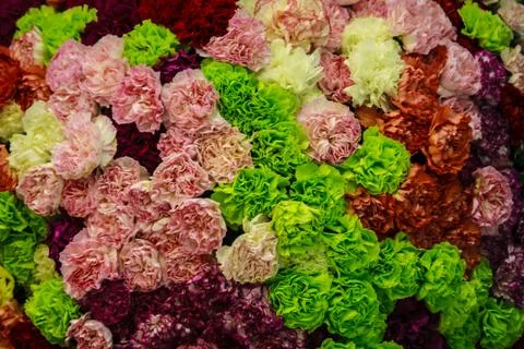 Flower pattern and texture Stock Photos