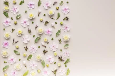 Flower pattern on a beige background. Phlox flowers, chrysanthemums and green Stock Photos