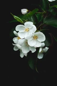 Flower pattern of a blooming Apple branch on a black background. Texture for Stock Photos
