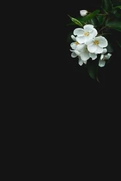 Flower pattern of a blooming Apple branch on a black background. Texture for Stock Photos
