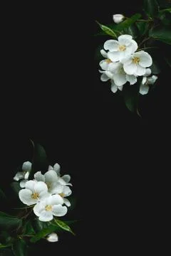 Flower pattern of a blooming Apple branch on a black background. Texture for Stock Photos