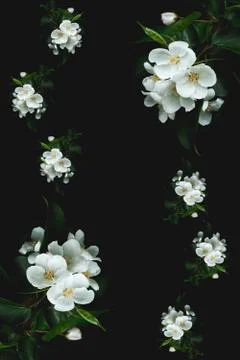 Flower pattern of blooming Apple trees on a black background. Flat image, top Stock Photos