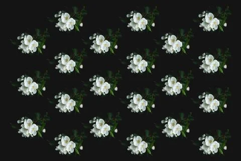 Flower pattern of blooming Apple trees on a black background. Flat image, top Stock Photos