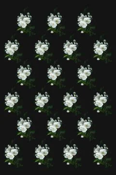 Flower pattern of blooming Apple trees on a black background. Flat image, top Stock Photos