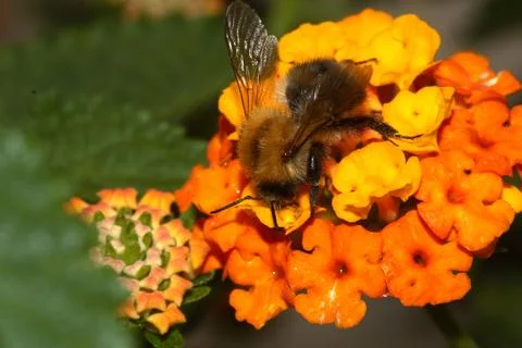 Flower pattern bumble bee fur macro wing animal Stock Photos