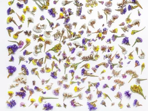 Flower pattern of dried flowers on a white background Stock Photos