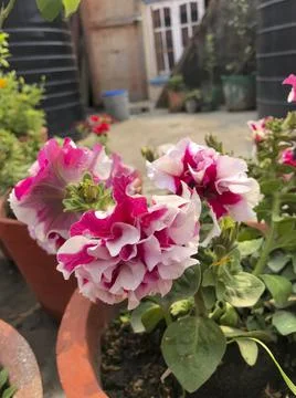 Flower pattern. flower background. Stock Photos