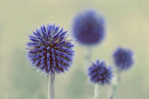 Flower pattern - flowers of blue thistles. Stock Photos