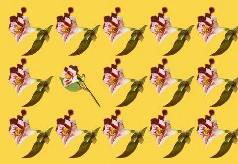 Flower pattern isolated over yellow background Stock Photos