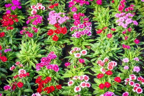 Flower pattern nature with green leaf - Pink and red colorful dianthus chinen Foto stock