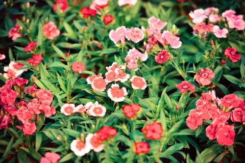 Flower pattern nature with green leaf - white and red colorful dianthus chine Foto stock