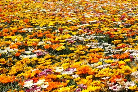Flower pattern Stock-Fotos