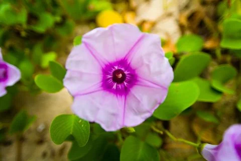 Flower with a pattern in the shape of a star. Stock Photos