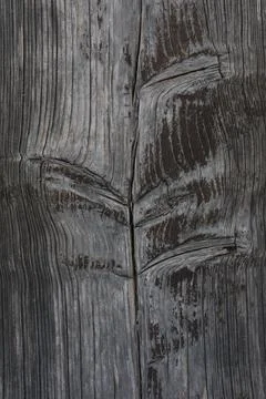 Flower-like pattern on tree bark Stock Photos