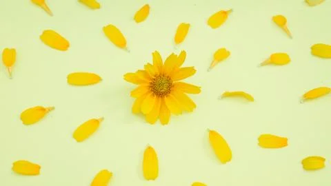 Flower pattern of yellow chamomile Stock Photos