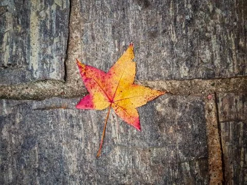 Flower on a pavement 库存照片