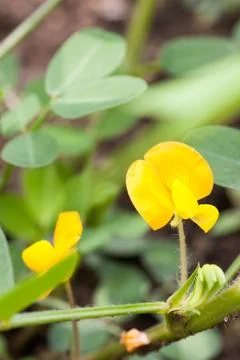 Flower of peanuts Stock Photos