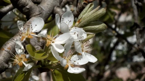 Flower pear Stockbeeldmateriaal 37431187