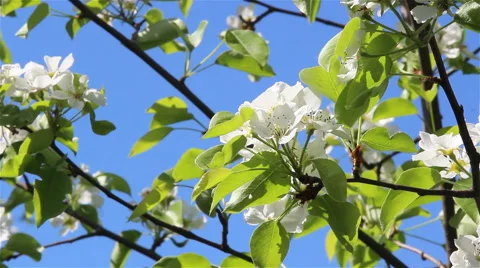 Flower of a pear tree Stock Footage 65966115