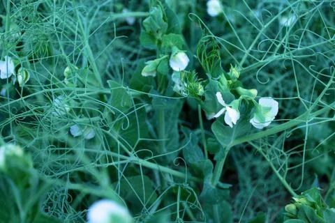 Flower peas Stock Photos