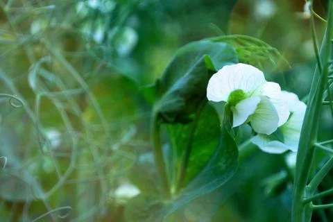 Flower peas Stock Photos