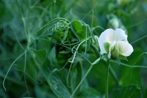 Flower peas Stock Photos