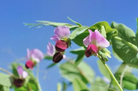 Flower of peas Stock Photos