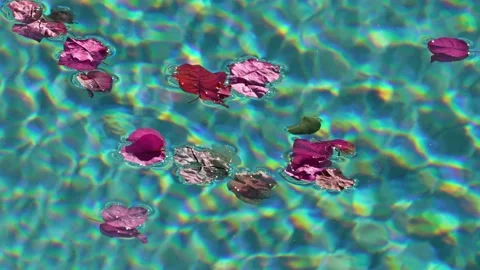 Flower Pedals Floating in a Pool Stock Footage 171435690