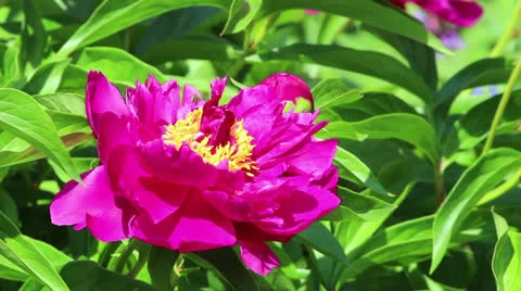 Flower of peony with bee Stock Footage 24796024