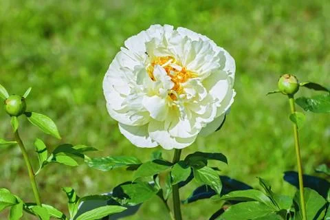 Flower of Peony Stock Photos