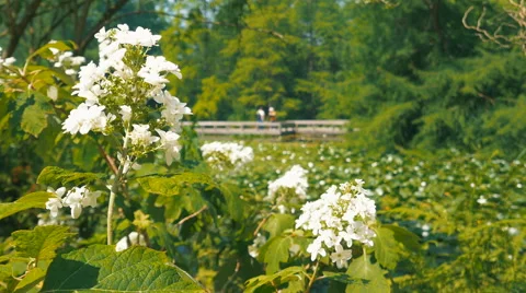 Flower with people on the background in the park Stock Footage 63598840