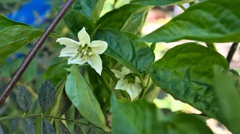 Flower of the pepper Stock Photos