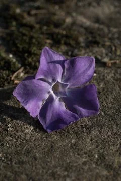 Flower periwinkle isolated Stock Photos