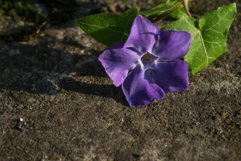Flower periwinkle isolated Foto stock