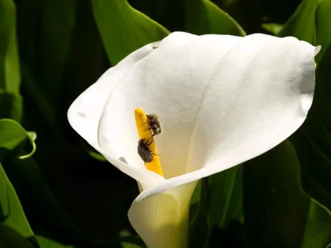 Flower pests Foto stock