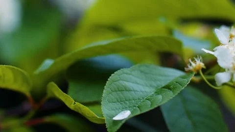 Flower petal of the apple tree tragically falls down Stock Footage 101011436