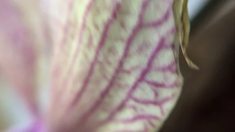 Flower petal macro Stock Footage 100701983