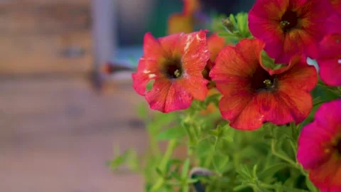 Flower petal moving in the wind in slow motion on a summer day HD Stock Footage 204822909
