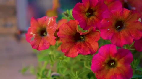 Flower petal moving in the wind slow motion summer day cam motion right HD Stock Footage 204823019