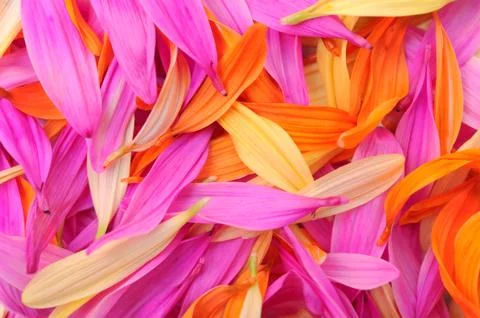 Flower petal Stock Photos