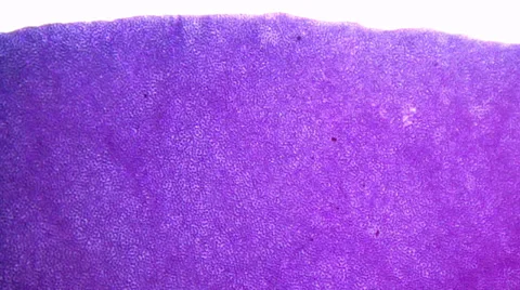 Flower petal under micrscope Видео 33661266