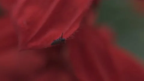Flower petals and blooming buds macro Stock Footage 136941453