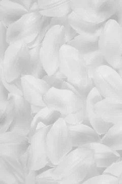 Flower petals background Stock Photos