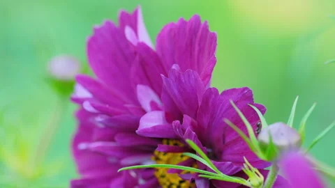 Flower petals on blurred background Video stock 161174446