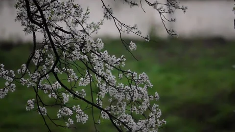 Flower petals break off from a tree branch 動画素材 132437030